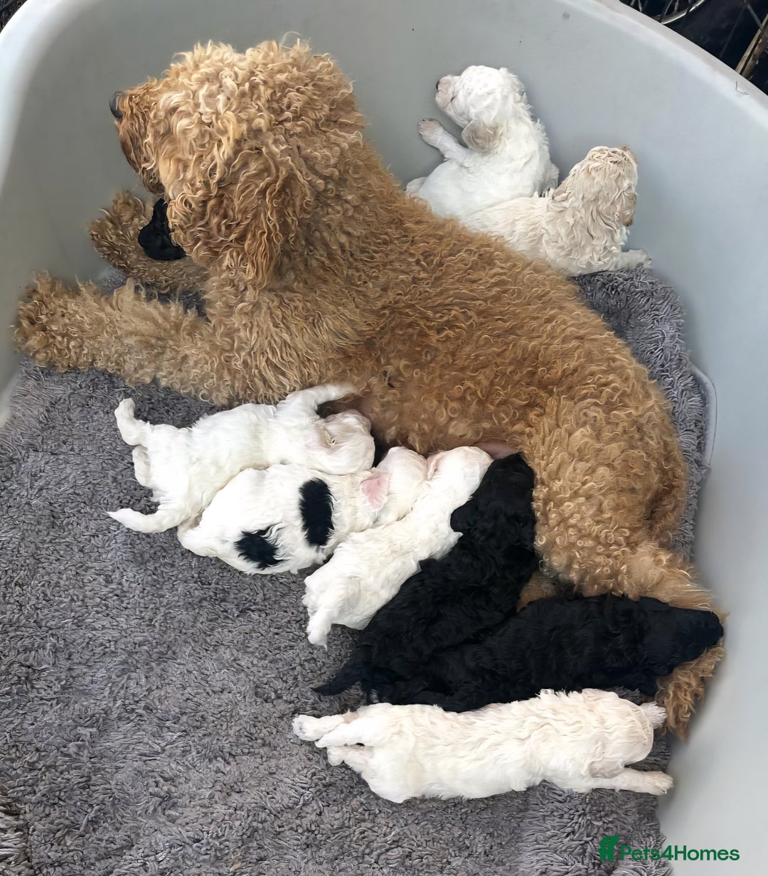 Mixed Breed dogs for sale: Adorable Toy/Miniature Poodle Puppies–Ready 27/9  - Image 12