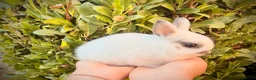 Netherland Dwarf rabbits for sale: Purebred Netherland Dwarf - Advert 5