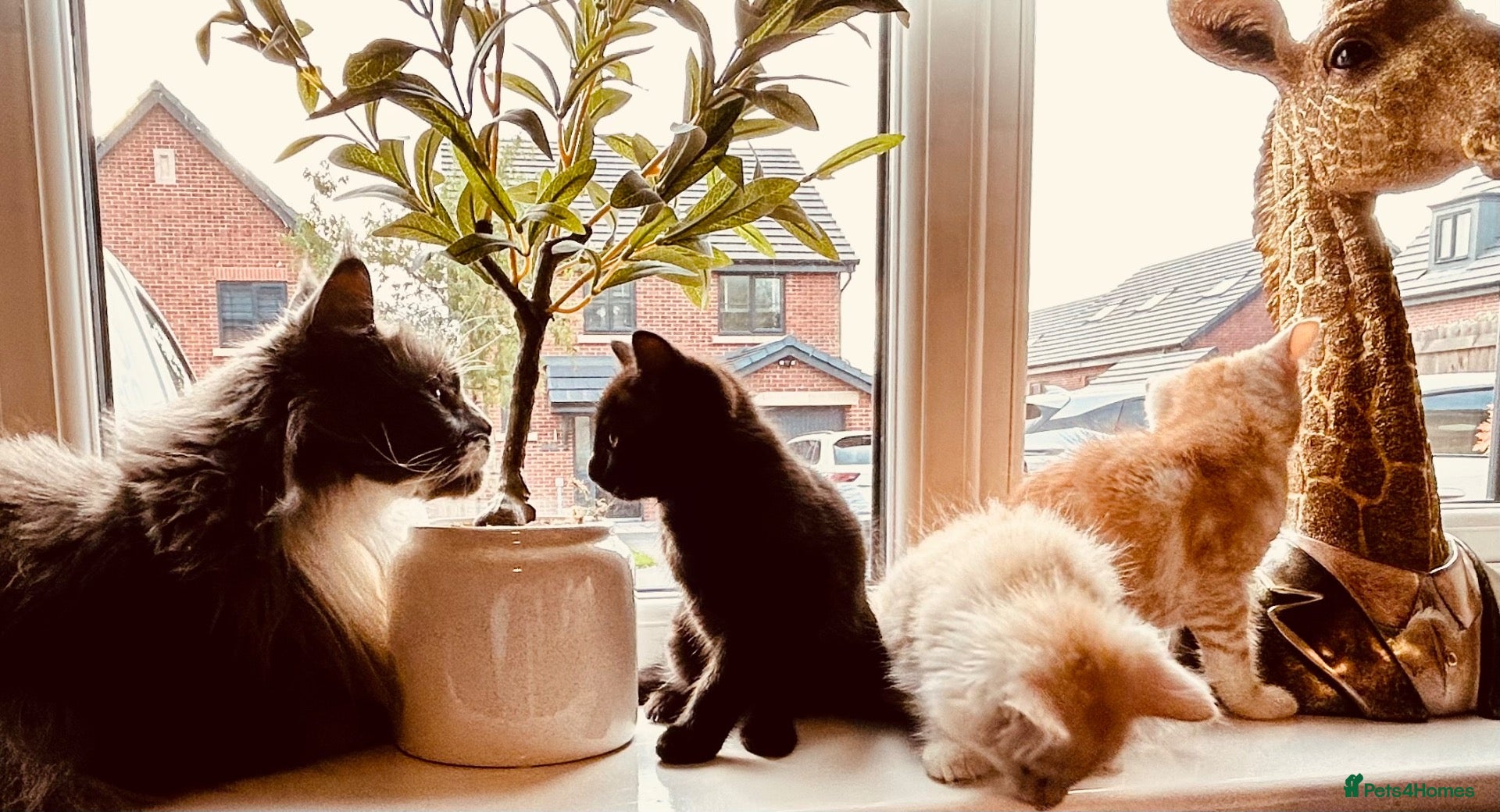 Maine Coon cats  Maine Coon X ready to take over your sofa - Advert 2