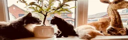 Maine Coon cats for sale:  Maine Coon X ready NOW - Advert 2