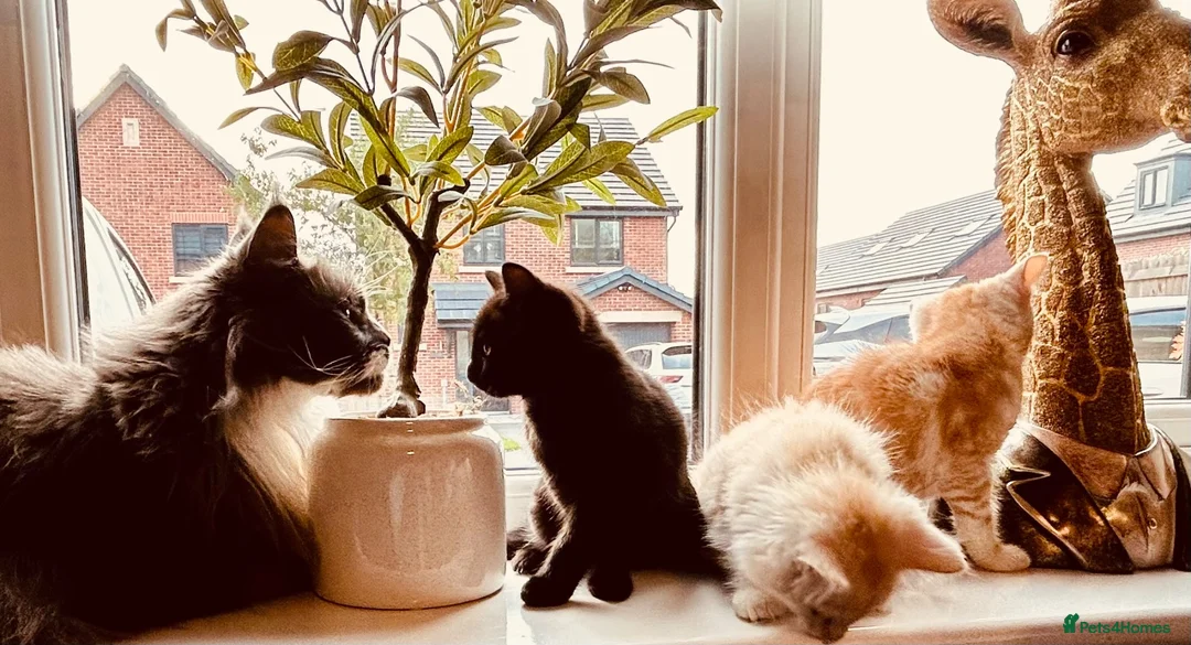 Maine Coon cats for sale:  Maine Coon X ready NOW - Advert 2