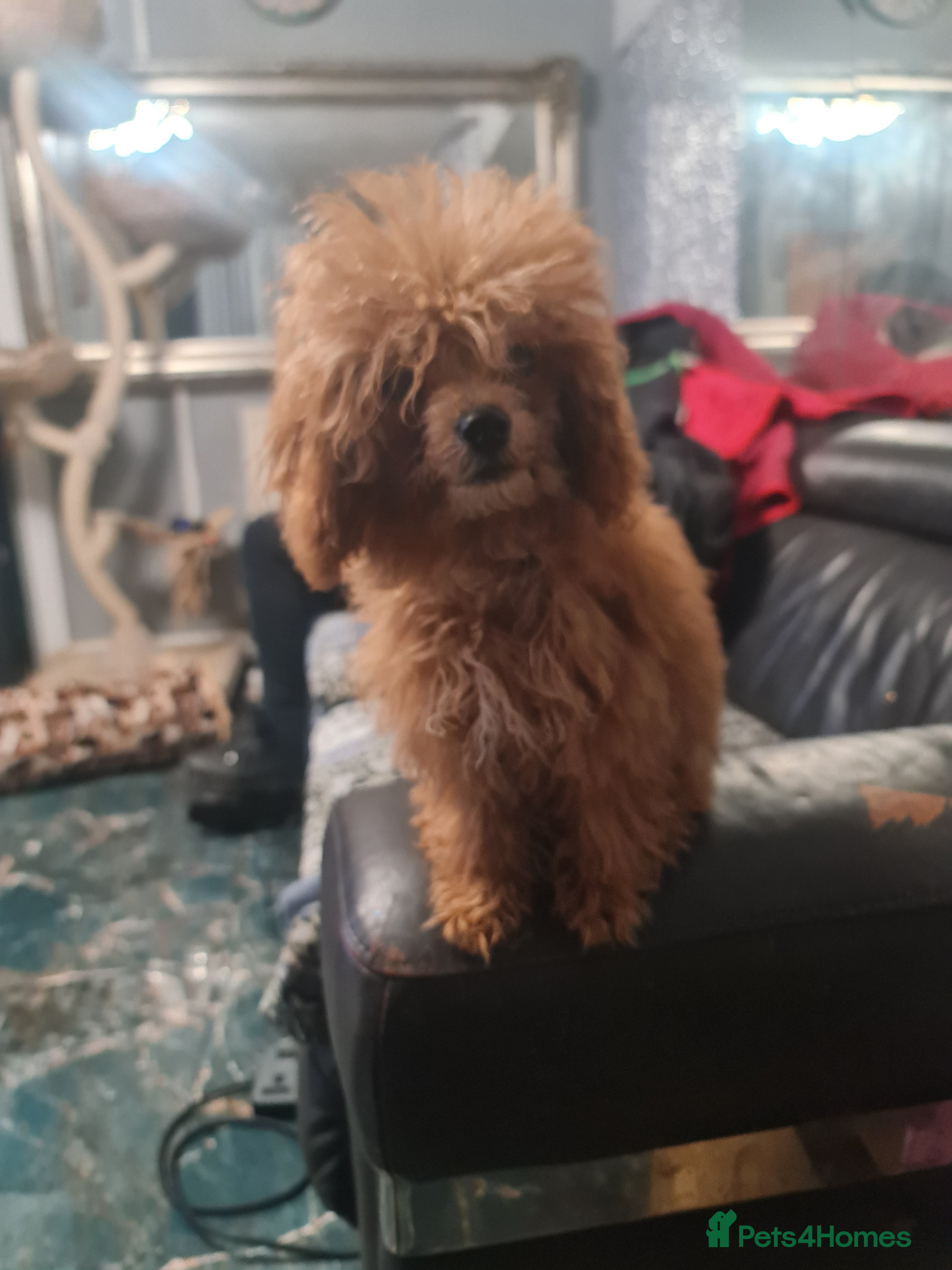 Toy Poodle dogs Last Luxury Real Toy Poodle Female - Advert 6