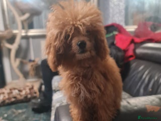 Toy Poodle dogs kc toy poodle puppies available - Advert 4
