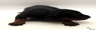 Dobermann 4