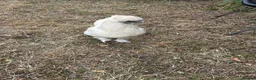 Chickens poultry for sale: USA Silkies- Bantams  in Cambridge - Advert 3