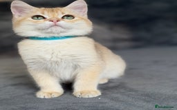 British Shorthair cats for sale: Adorable BSH kittens golden TiCA/ GCCF - Image 8