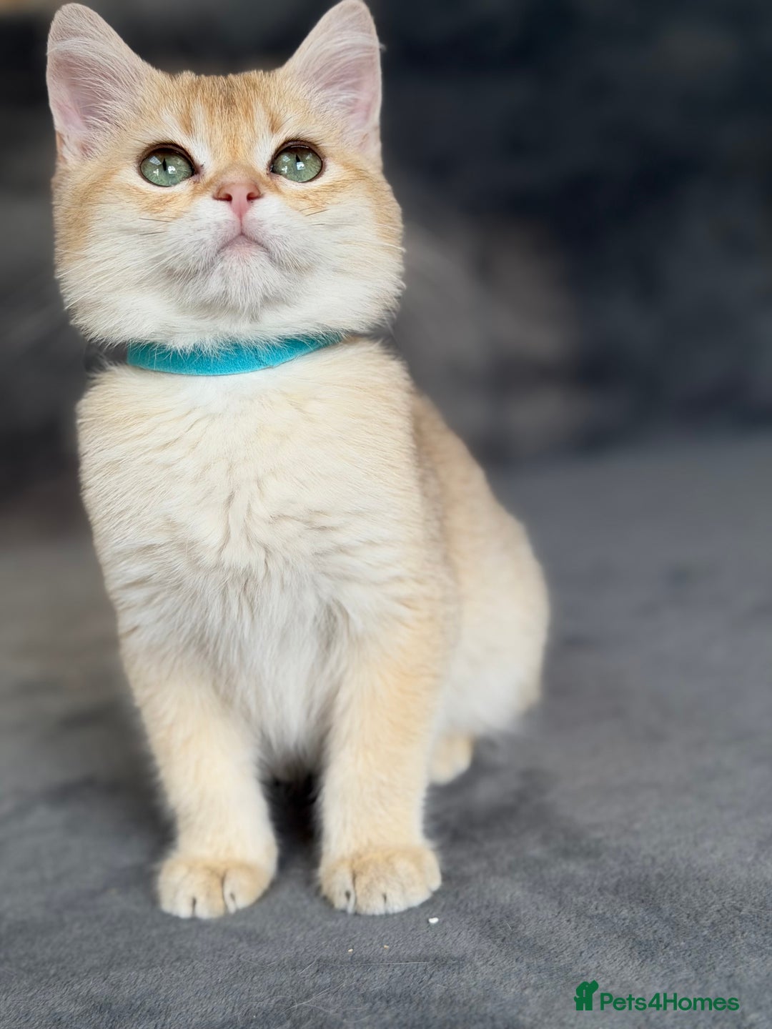 British Shorthair cats for sale: Adorable BSH kittens golden TiCA/ GCCF - Image 8