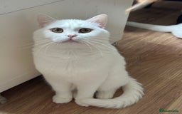 British Shorthair cats for sale: Gorgeous British Longhair & Shorthair Kittens - Image 28