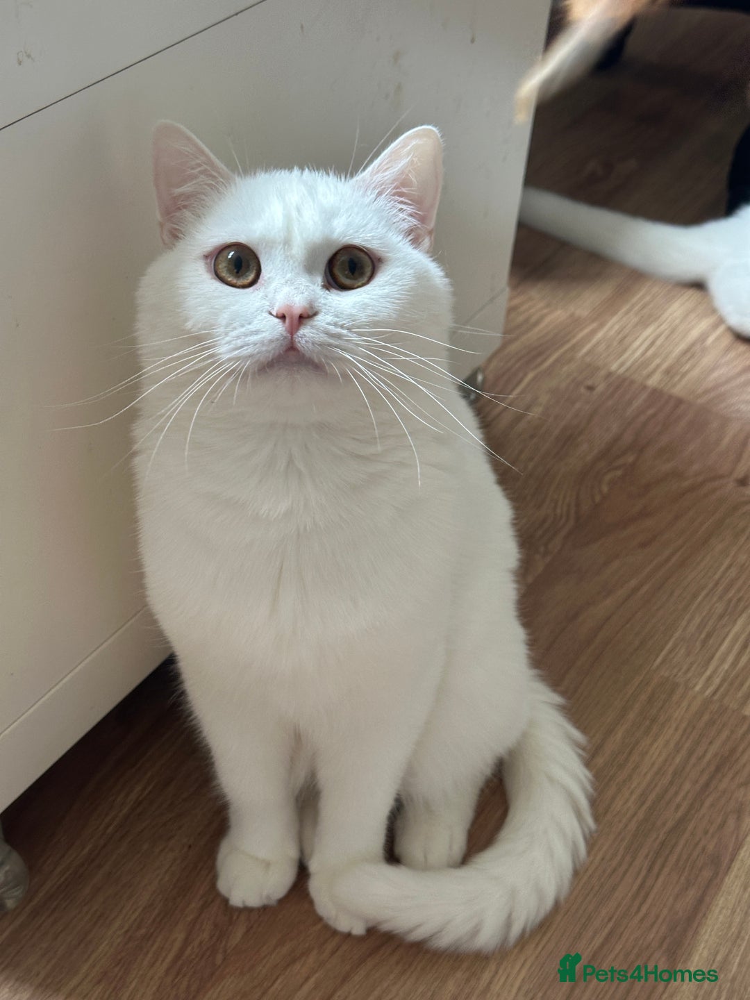 British Shorthair cats for sale: Gorgeous British Longhair & Shorthair Kittens - Image 28