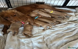 Cocker Spaniel dogs for sale: First and last litter top class red cockers - Image 1