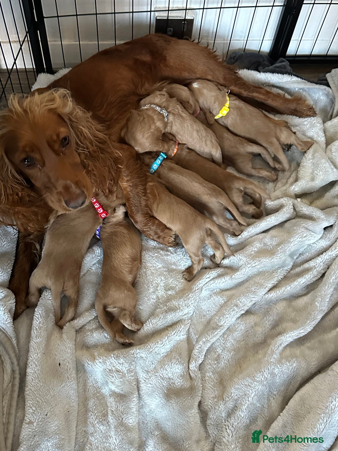 Cocker Spaniel dogs for sale: First and last litter top class red cockers - Image 1
