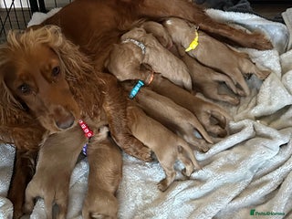 Cocker Spaniel dogs - Advert 4