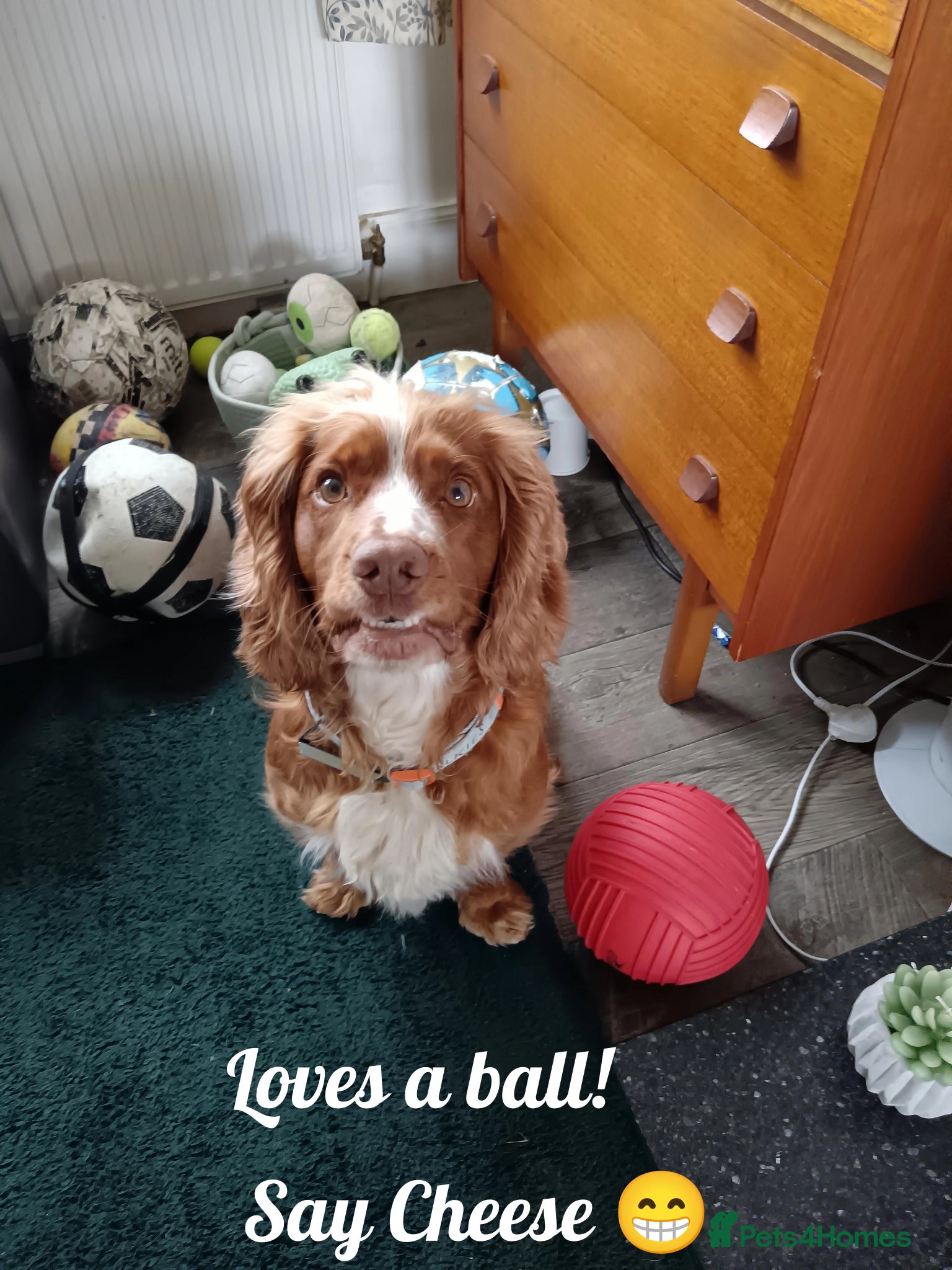 Cocker Spaniel dogs Red fox cocker in his prime - Advert 6
