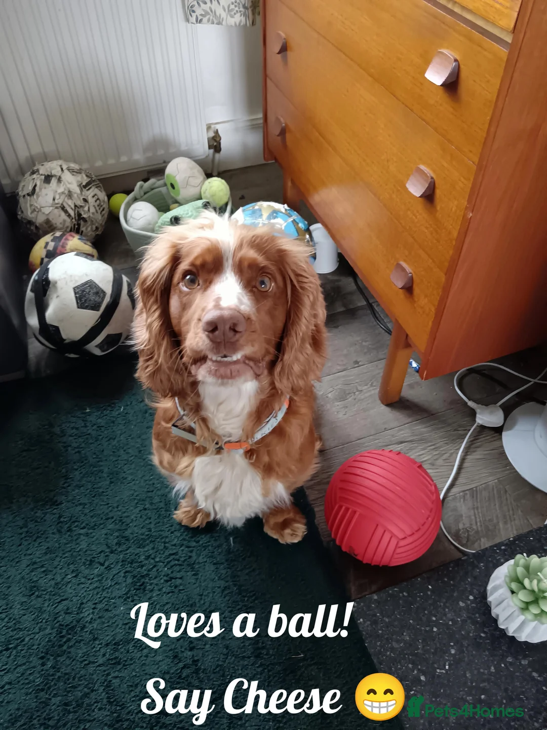 Cocker Spaniel dogs for stud: Red fox cocker in his prime - Advert 1