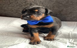 Dobermann dogs for sale: KC REGISTERED HEALTH TESTED DOBERMAN PUPS - Image 10