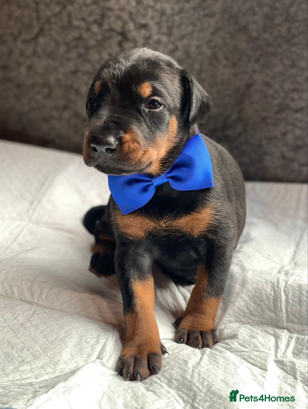 Dobermann dogs for sale: KC REGISTERED HEALTH TESTED DOBERMAN PUPS - Image 10