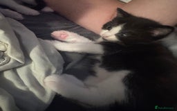 Maine Coon cats for sale: Mainecoon cross ragdoll - Image 3
