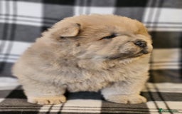 Chow Chow dogs for stud: outstanding chow chow stud in Wednesbury - Image 16