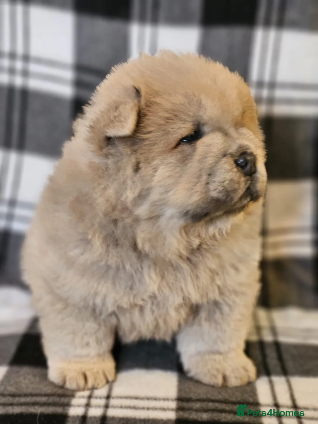 Chow Chow dogs for stud: outstanding chow chow stud in Wednesbury - Advert 16