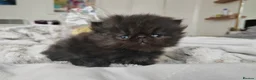 Persian cats for sale: Exotic Persian kittens  - Advert 8
