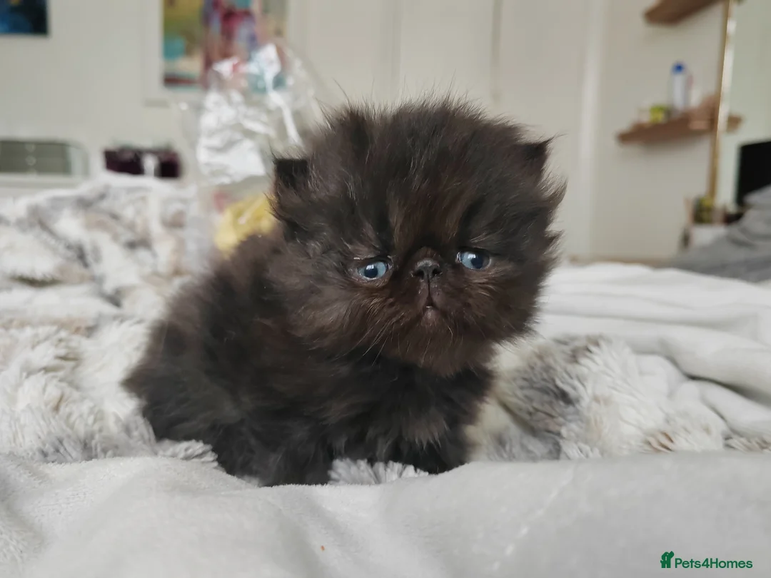 Persian cats for sale: Exotic Persian kittens  - Advert 8