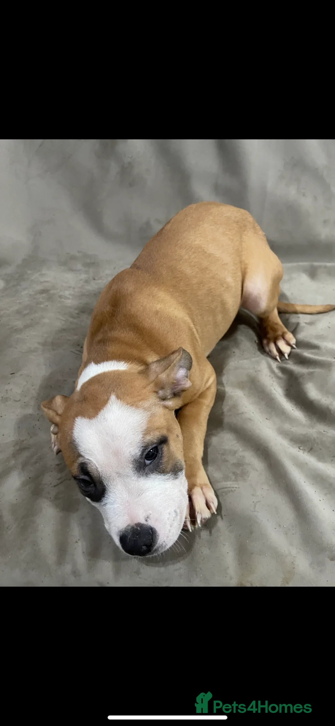 American Bully dogs for sale: American pocket bully puppies ready to go - Advert 3