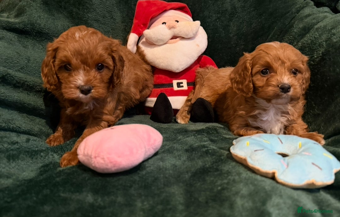 Cavapoo dogs for sale: Toy CAVAPOO Puppies - Advert 7