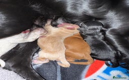 Mixed Breed dogs for sale: Sprockerpoo puppies for sale - Advert 13