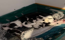 Domestic Shorthair cats for sale: 2 beautiful short hair boys  - Image 8