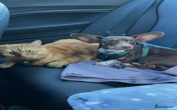 Mixed Breed dogs for sale: Ozzie (aka Weenie) - Miniature Dachshund Cross  - Image 10