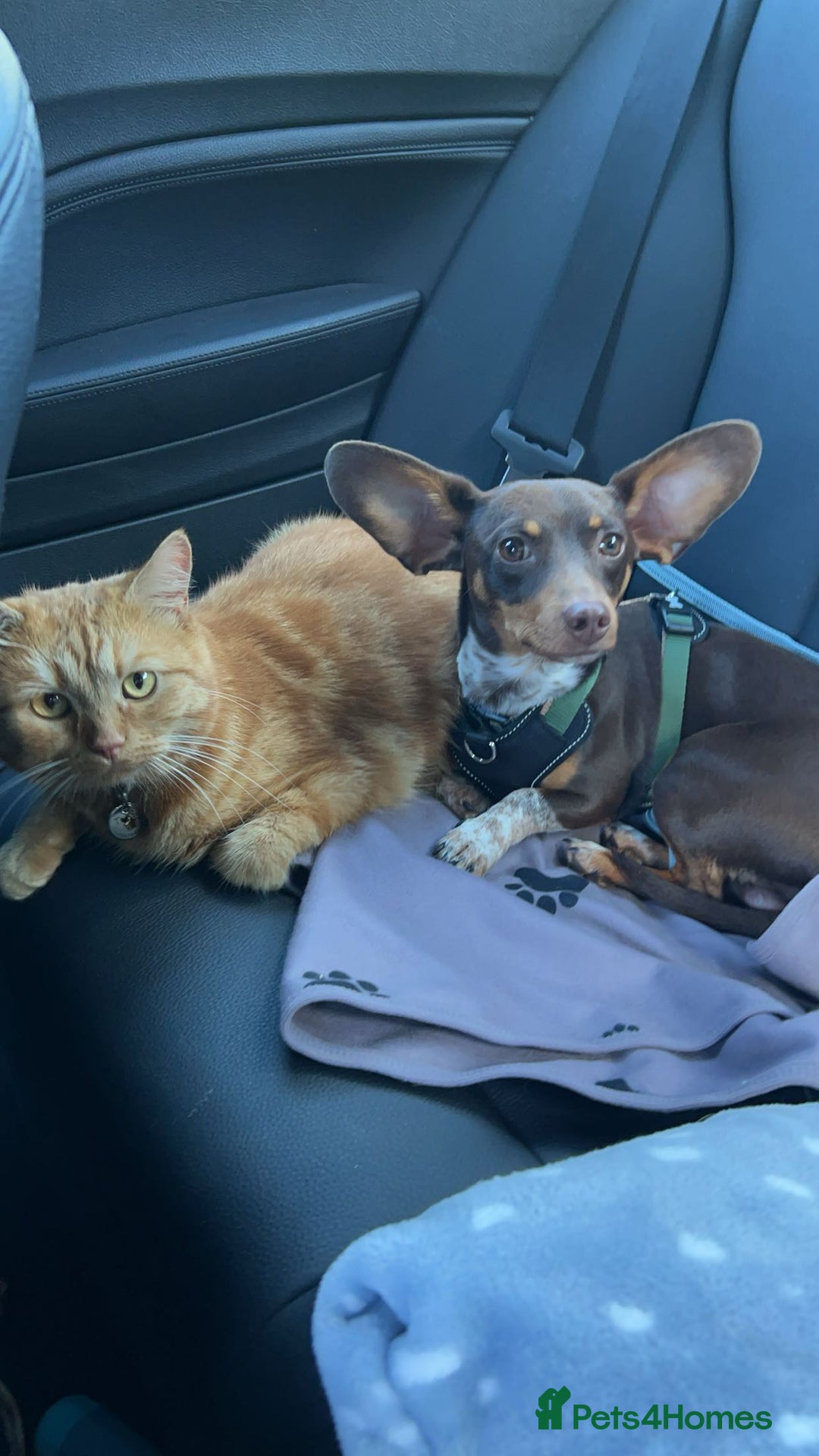Mixed Breed dogs for sale: Ozzie (aka Weenie) - Miniature Dachshund Cross  - Image 10