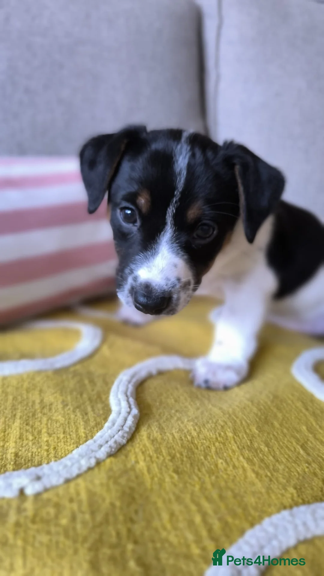 Jack Russell dogs for sale: Beautiful Short-Leg Jack Russell Terrier Puppies  - Advert 7