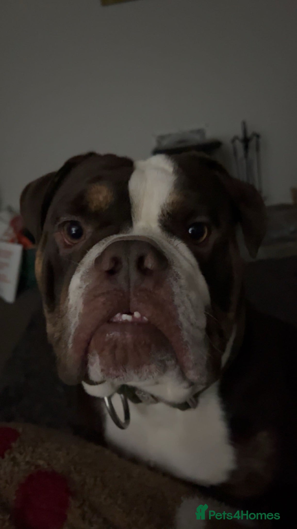 English Bulldog dogs Boycie: English Bulldog  - Advert 1