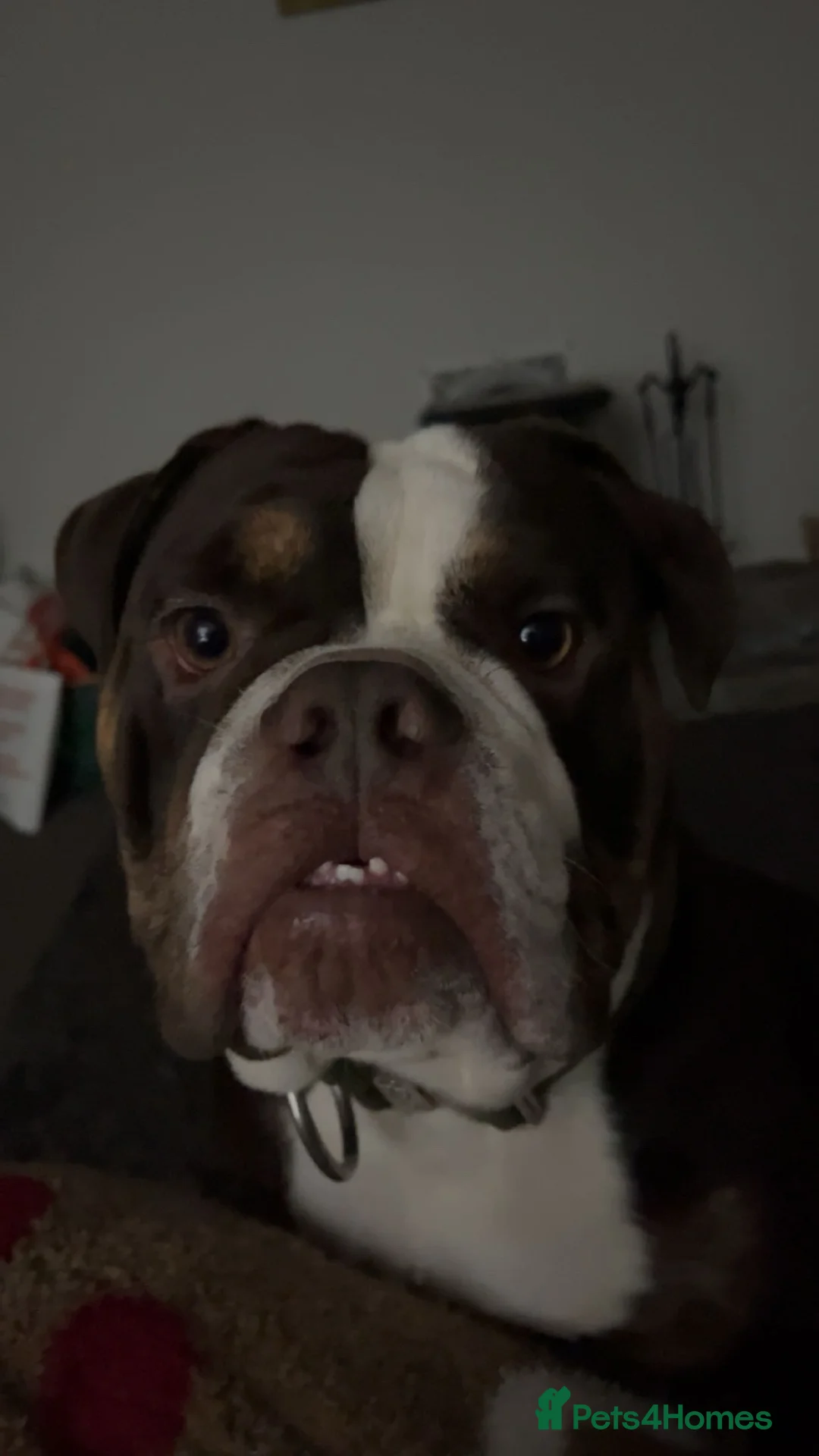 English Bulldog dogs for sale: Boycie: English Bulldog  - Advert 1