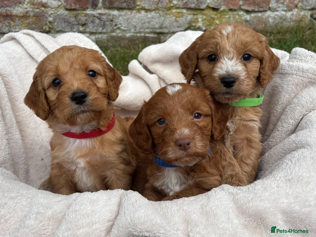 Cockapoo dogs for sale: Stunning Health Tested F1 Cockapoos KC parents  - Advert 2