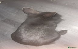 English rabbits for sale: Rabbit for sale  - Image 5
