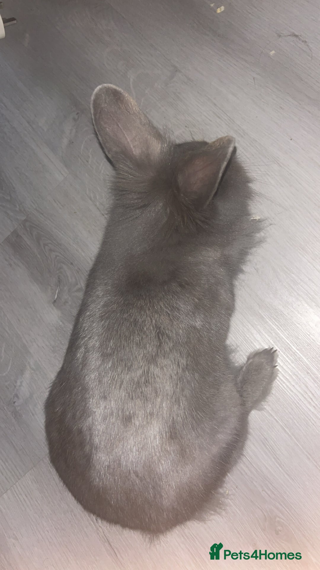 English rabbits for sale: Rabbit for sale  - Image 5