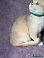 British Shorthair cats - Advert 15