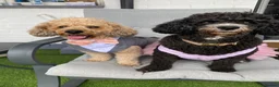 Toy Poodle dogs for stud: 🏆PROVEN🏆sable miniature poodle health tested in Havant - Advert 9