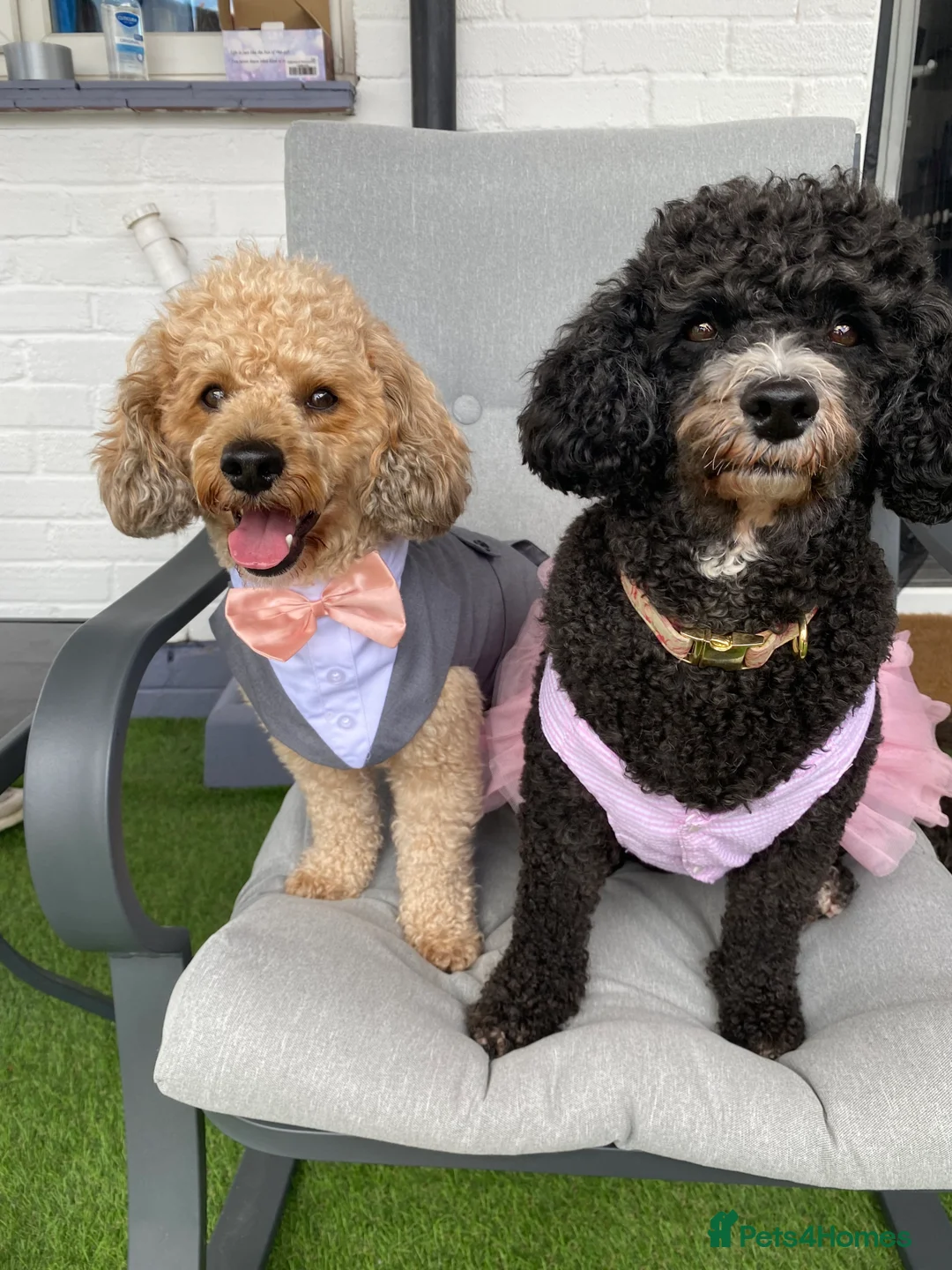 Toy Poodle dogs for stud: 🏆PROVEN🏆sable miniature poodle health tested in Havant - Advert 9