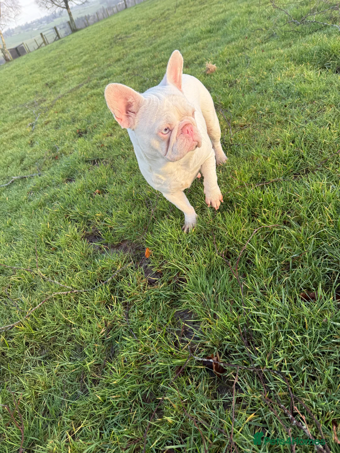 French Bulldog dogs for sale: Pink adult French bulldog  - Advert 1
