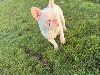 French Bulldog dogs Pink adult French bulldog - Advert 11