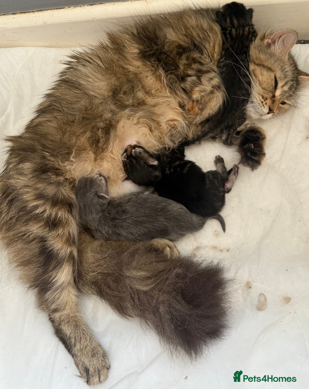 Mixed Breed cats for sale: Stunning Maine Coon x Norwegian Forest Kittens  - Image 16