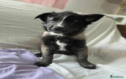 Mixed Breed dogs for sale: Belgian malinois x German shepherd puppies - Image 29