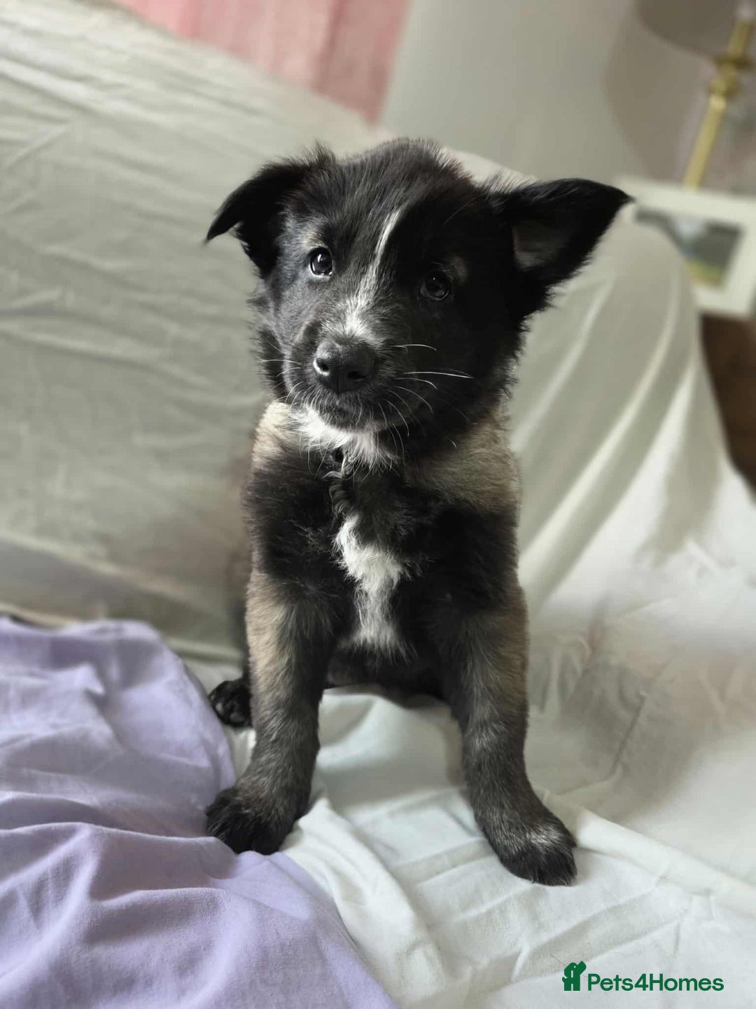 Mixed Breed dogs for sale: Belgian malinois x German shepherd puppies - Image 29