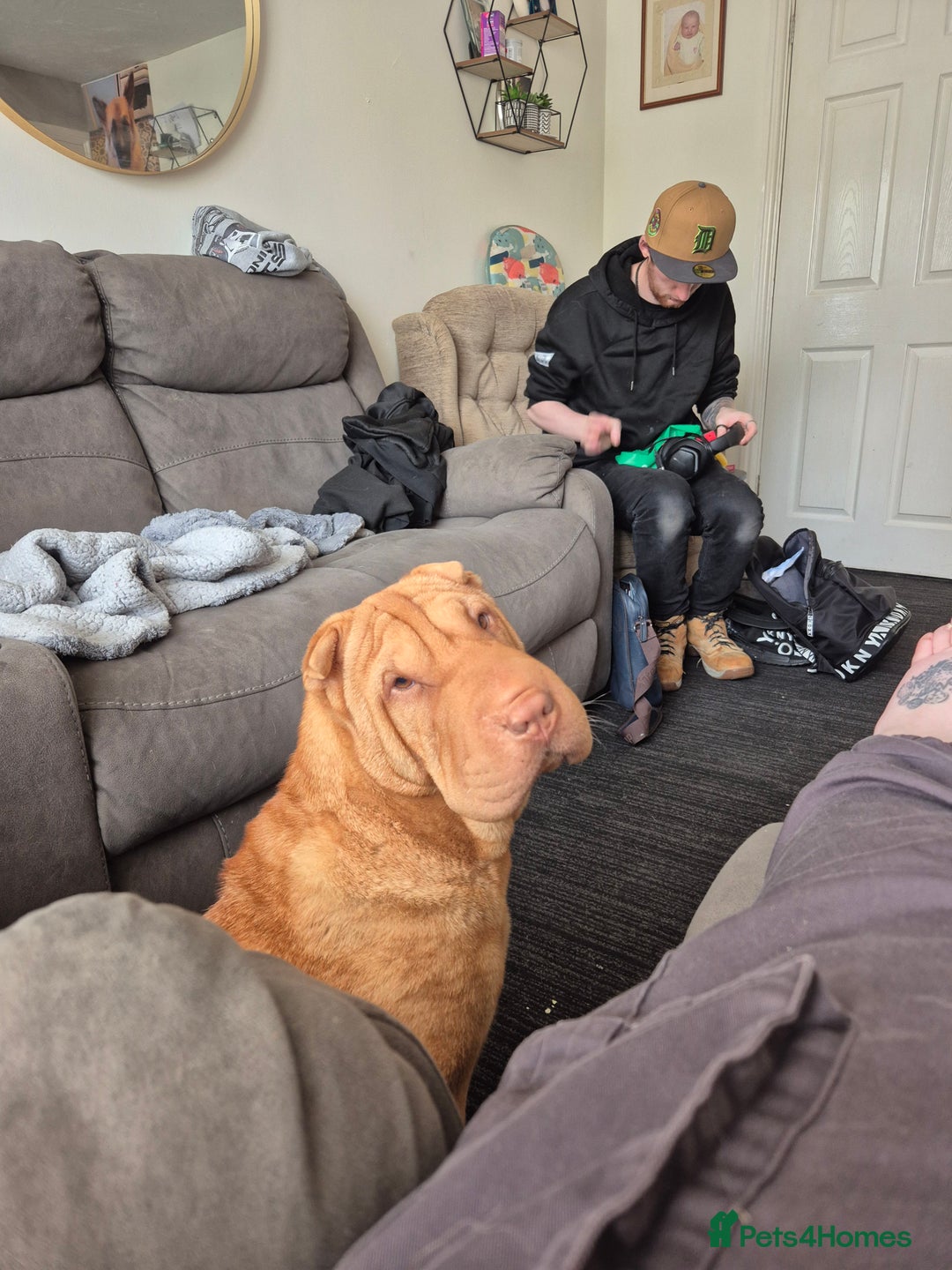 Shar Pei dogs for sale: 4 year old female shar pei  - Advert 3