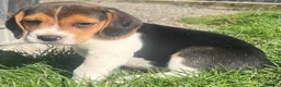 Beagle dogs for sale: Beautiful Pedigree Beagle Puppies, Ready Now  - Advert 5