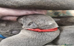 Staffordshire Bull Terrier dogs for sale: For Sale Blue Staffies/ Blue Staffordshire  - Image 12
