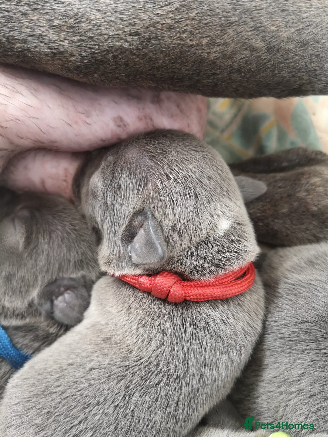 Staffordshire Bull Terrier dogs for sale: For Sale Blue Staffies/ Blue Staffordshire  - Image 12