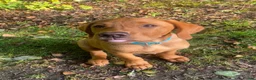 Labrador Retriever dogs for stud: Fox Red Labrador Available for Stud.  - Advert 25
